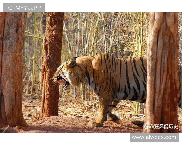 英国足球明星老虎的传奇故事与辉煌成就揭秘